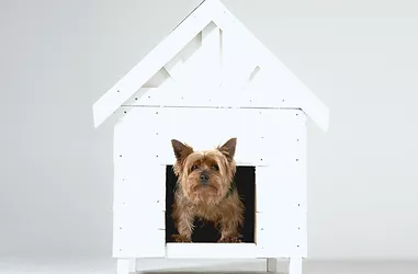 Dog House